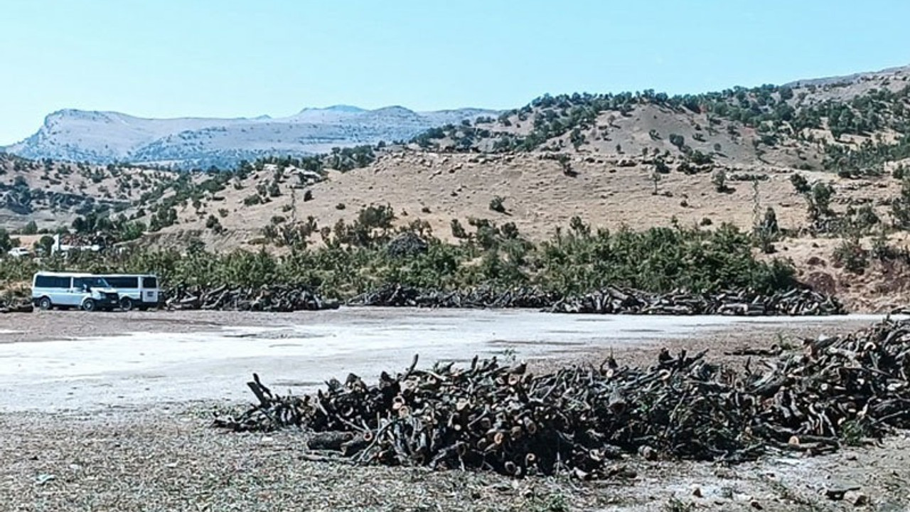 Şırnak’ta yol boyu orman kıyımı