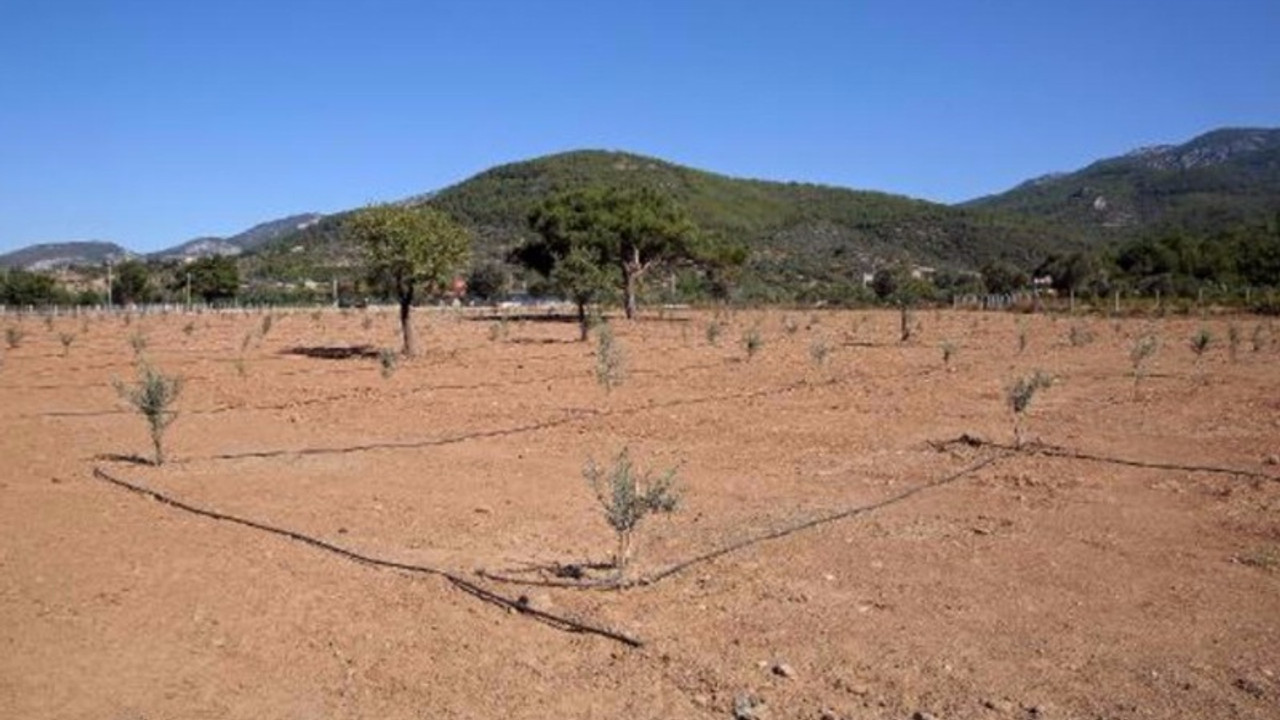 Zeytin ağaçları öğrencilere burs olacak