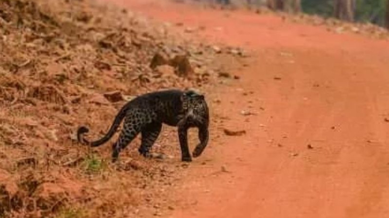 Hindistanlı çift uyurken leopar saldırısına uğradı: Adam öldü, kadın ise ağır yaralı