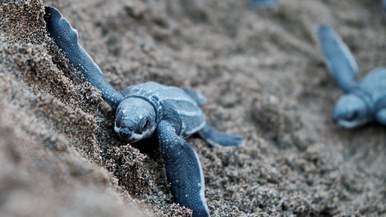 Yavru 'caretta caretta'lar denizle buluştu