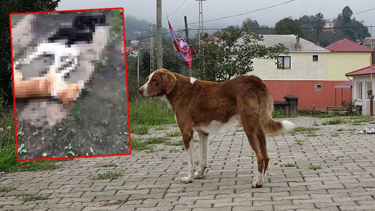 Trabzon'da 'Kimyasalla toplu köpek ölümü’ iddiasına soruşturma