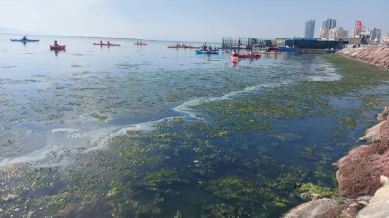 İzmir sahillerini deniz marulu kapladı, su yeşile büründü