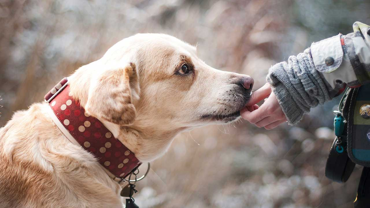 Trabzon'da sahipli köpeklere 'ağızlık' kararı tepkiler üzerine geri çekildi