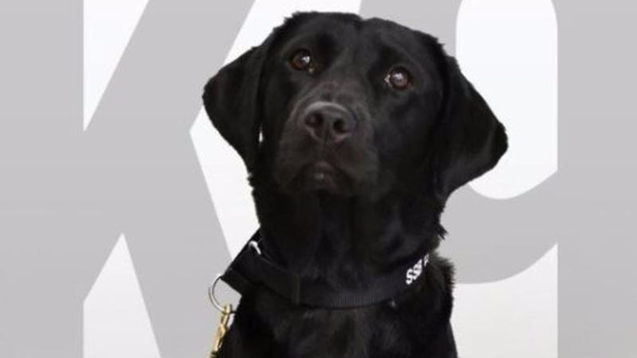 CIA'e başkaldıran köpek
