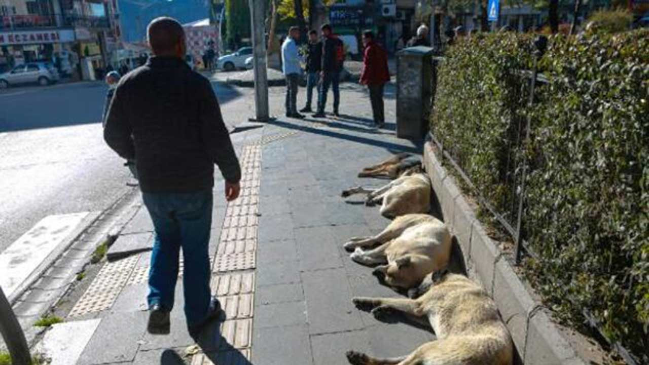 Dersim'de son 10 yılda sokak hayvanlarına şiddet olmadı