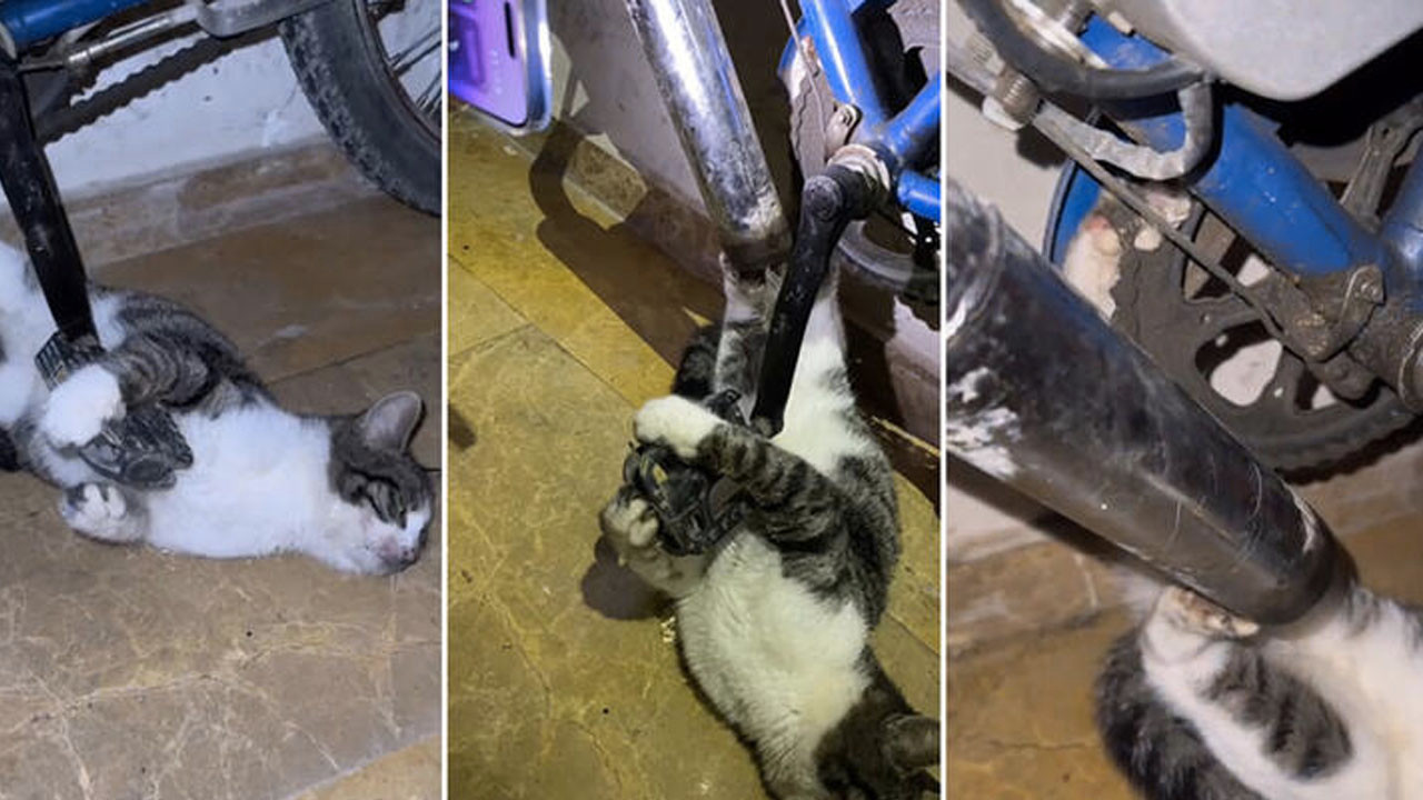 Bisikletin zincirine ayağı sıkışan kedi kurtarıldı