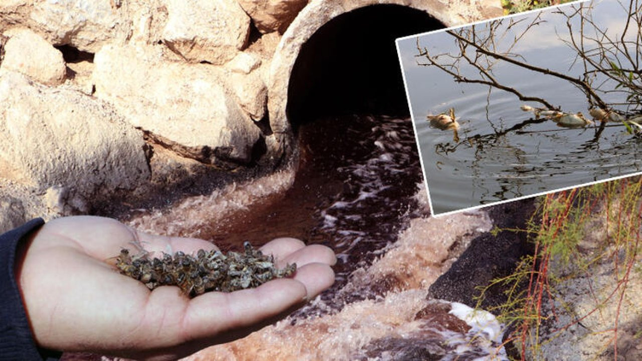 Ceyhan Nehri'ne dökülen kimyasal atıklar binlerce arı ve balığı öldürdü