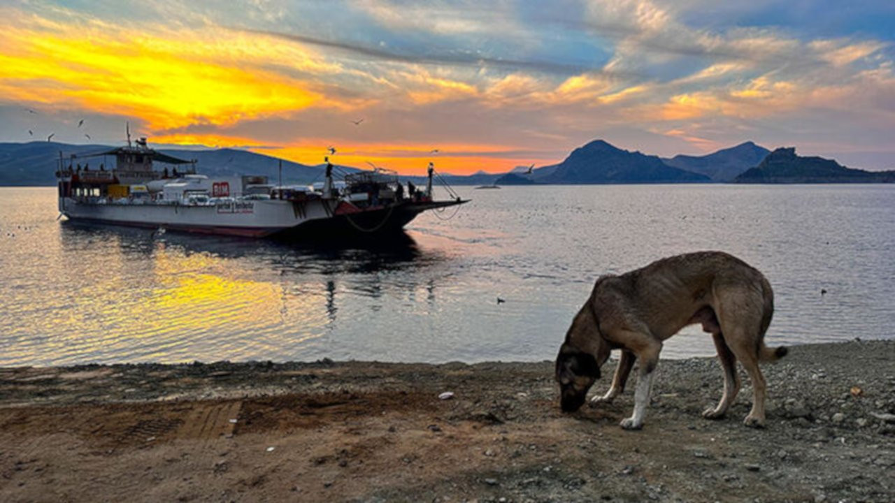 Dersim'de feribot seferinde en yoğun saatin geliri, sokak hayvanlarına