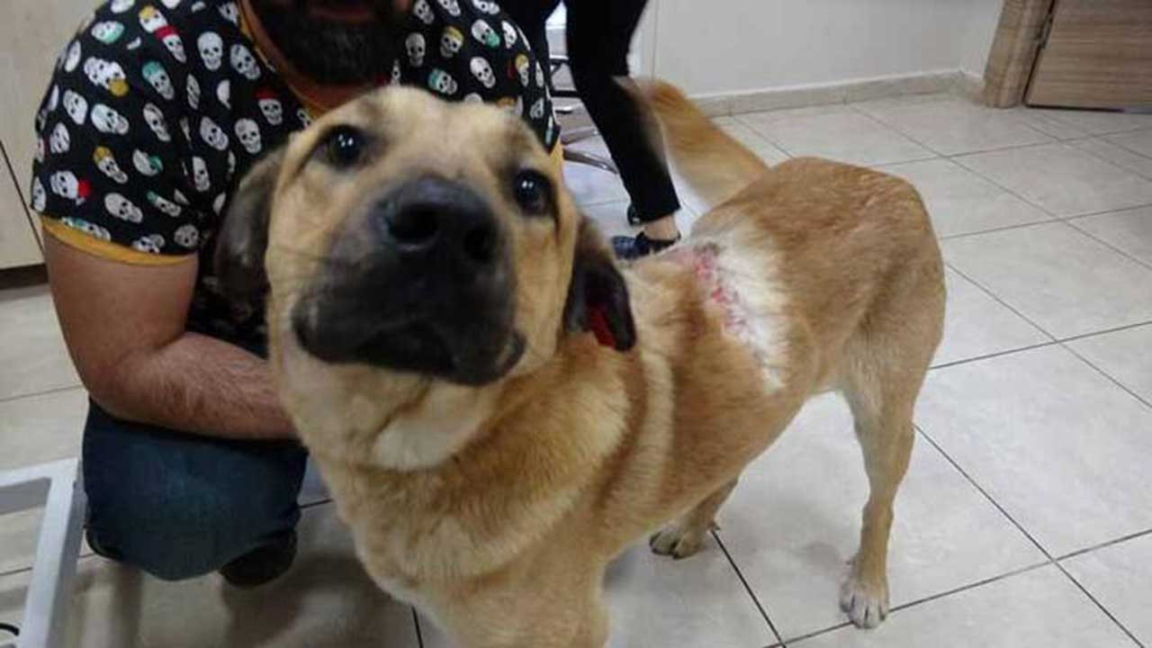Sokak köpeğine kaynar suyla saldırı