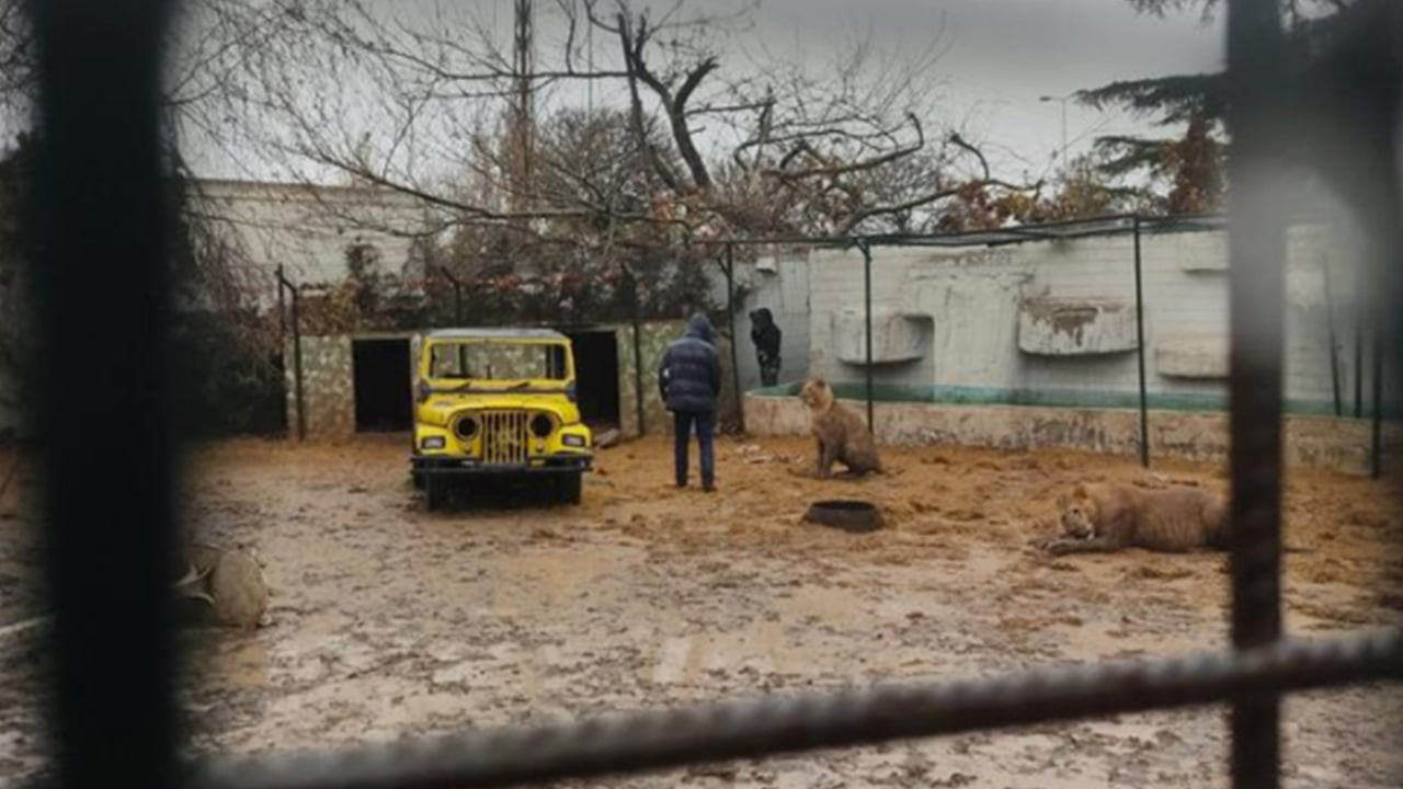Ankara’da ziyarete kapalı hayvanat bahçesinden aslan kaçtı