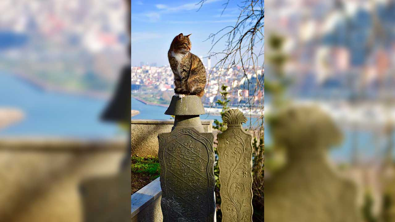 İstanbul'da mezar yeri fiyatlarına da zam: 45 bin liraya yükseldi