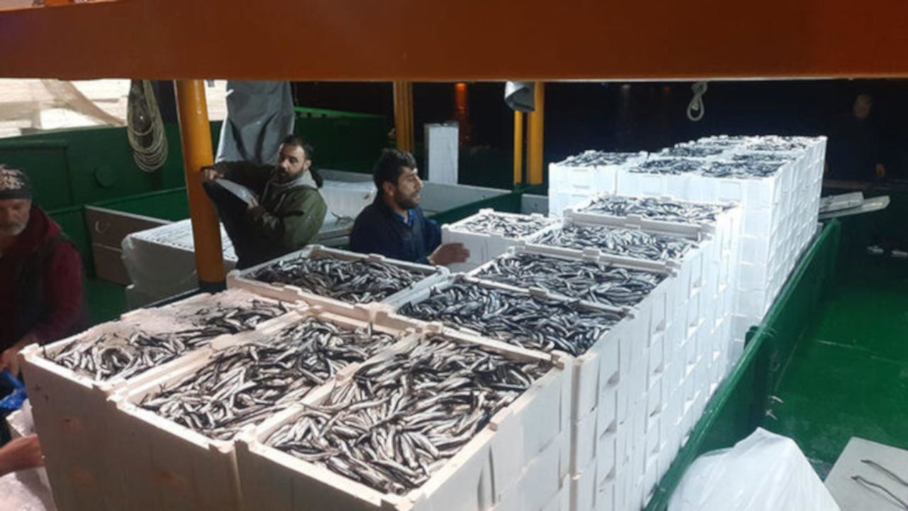 Cide'de balıkçılar 5 bin kasa hamsi ile döndü