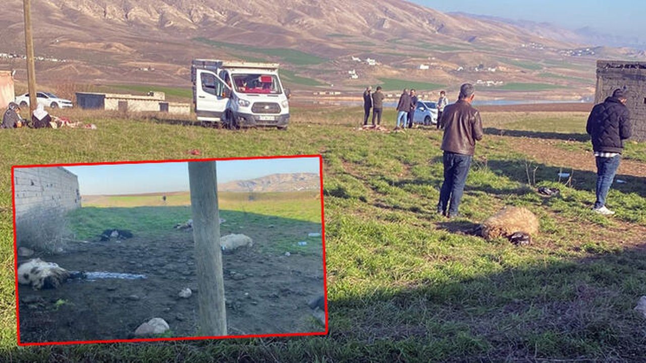Batman'da 50 küçükbaş öldü, merada inceleme başlatıldı