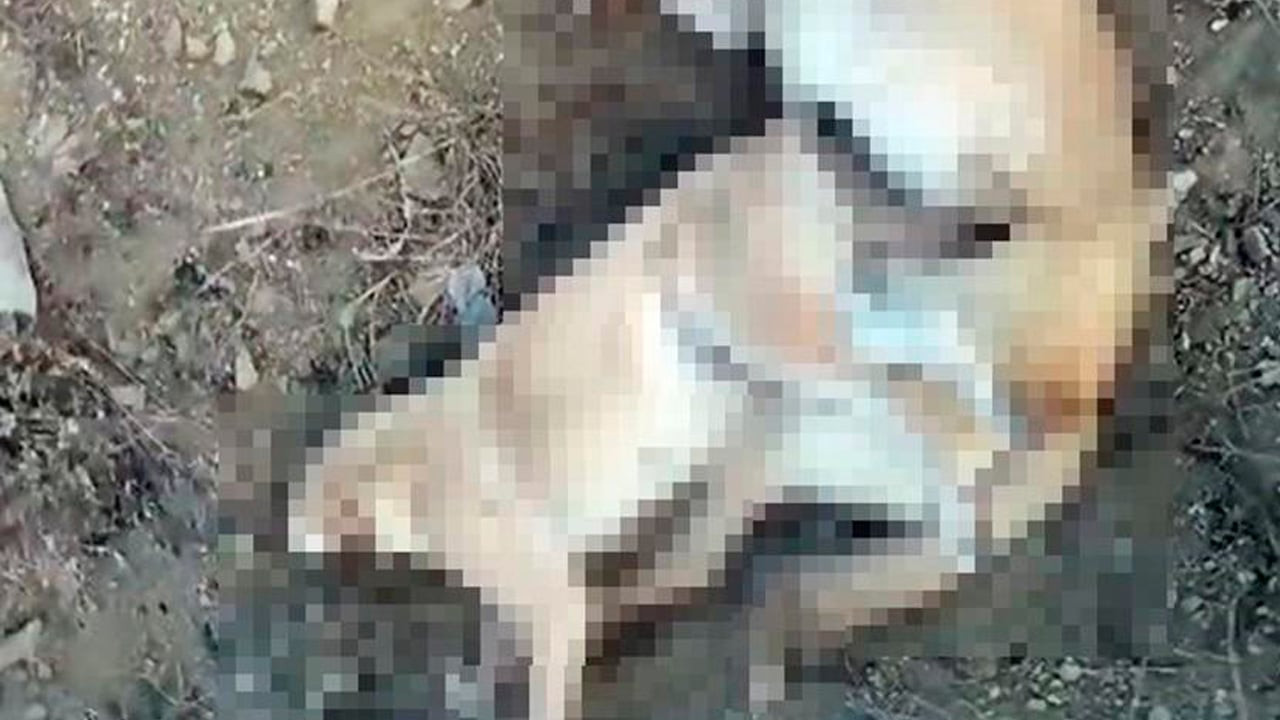 Elazığ’da 5 köpek zehirlenerek öldürüldü