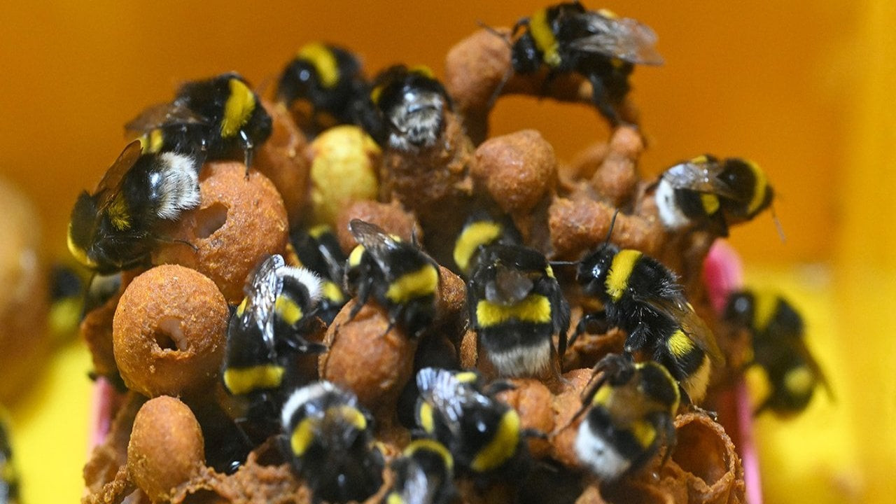 Seraların doğal işçileri 'bombus arıları' artık Van'da