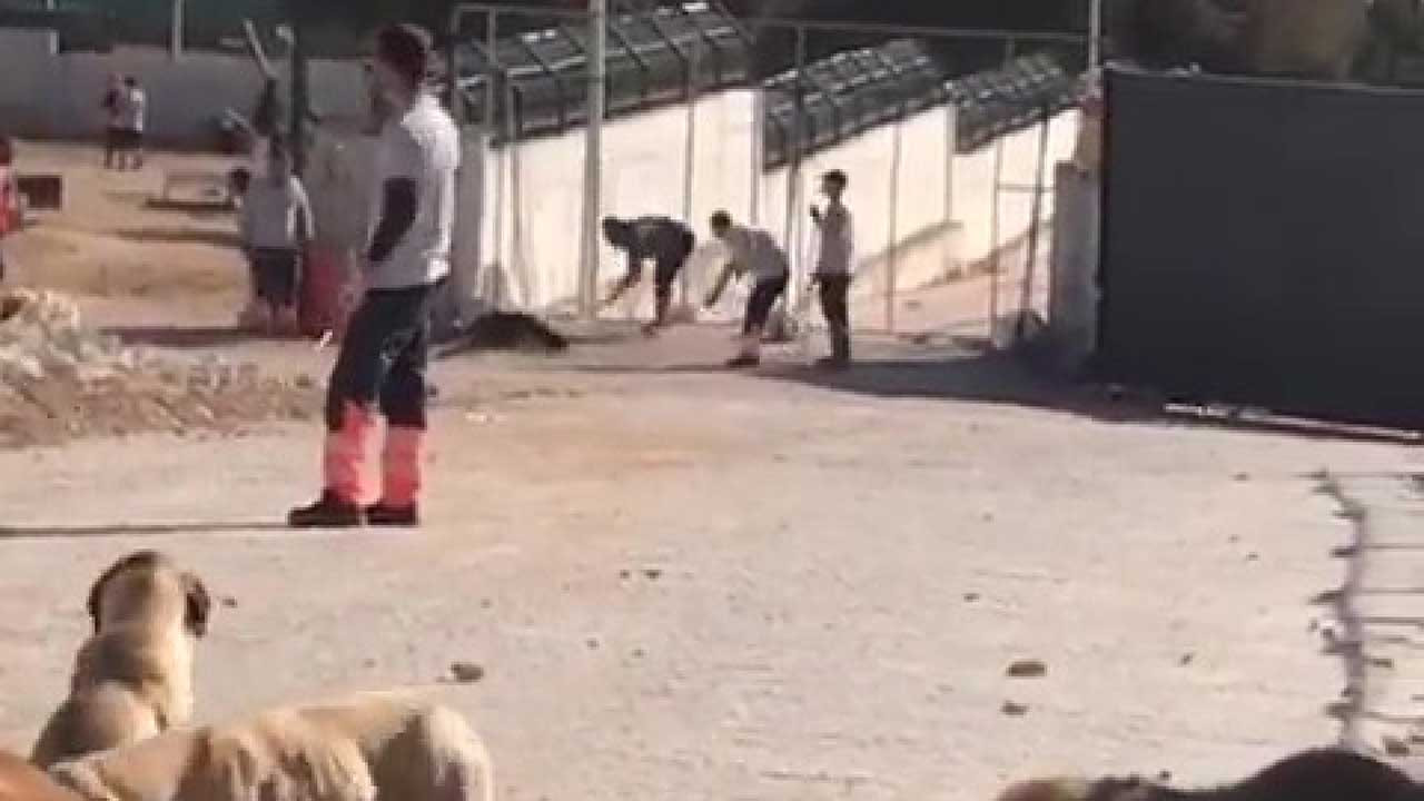 Konya'da köpeğin kürekle katledenlere 1 yıl 3 ay ceza verildi
