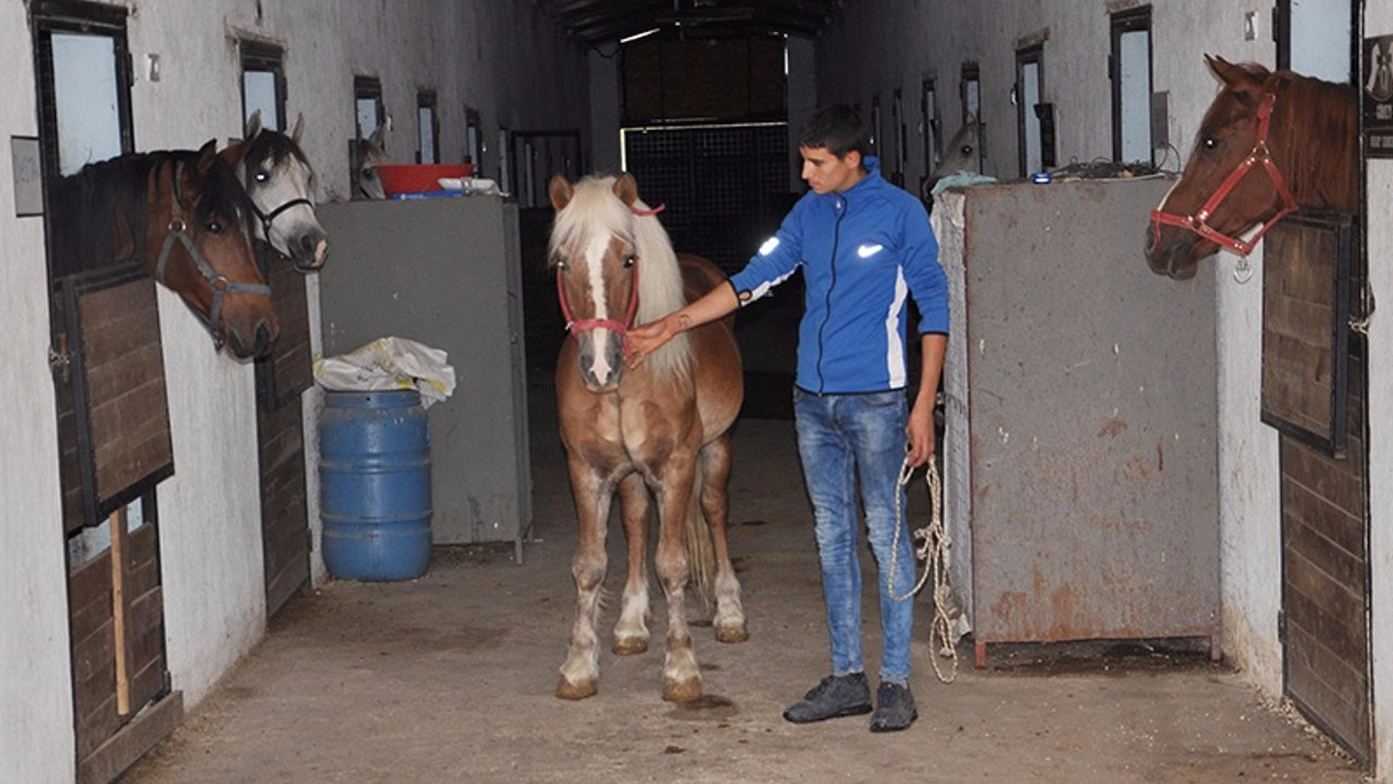 'FETÖ' soruşturmasında el konulan at ve köpek ihaleyle satıldı