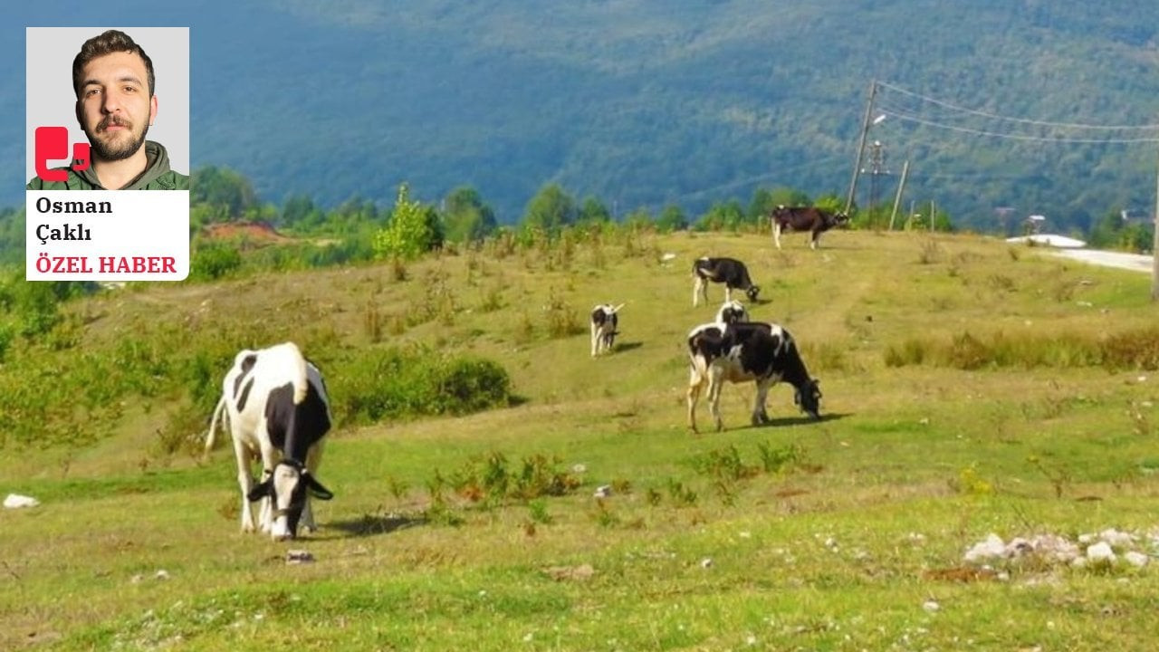 Maliyet arttı: Ulusal Süt Konseyi’nin süt fiyatı uzun vadeli çözüm olmayacak