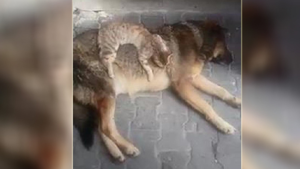 Kedi ile köpeğin dostluğu kıskandırdı