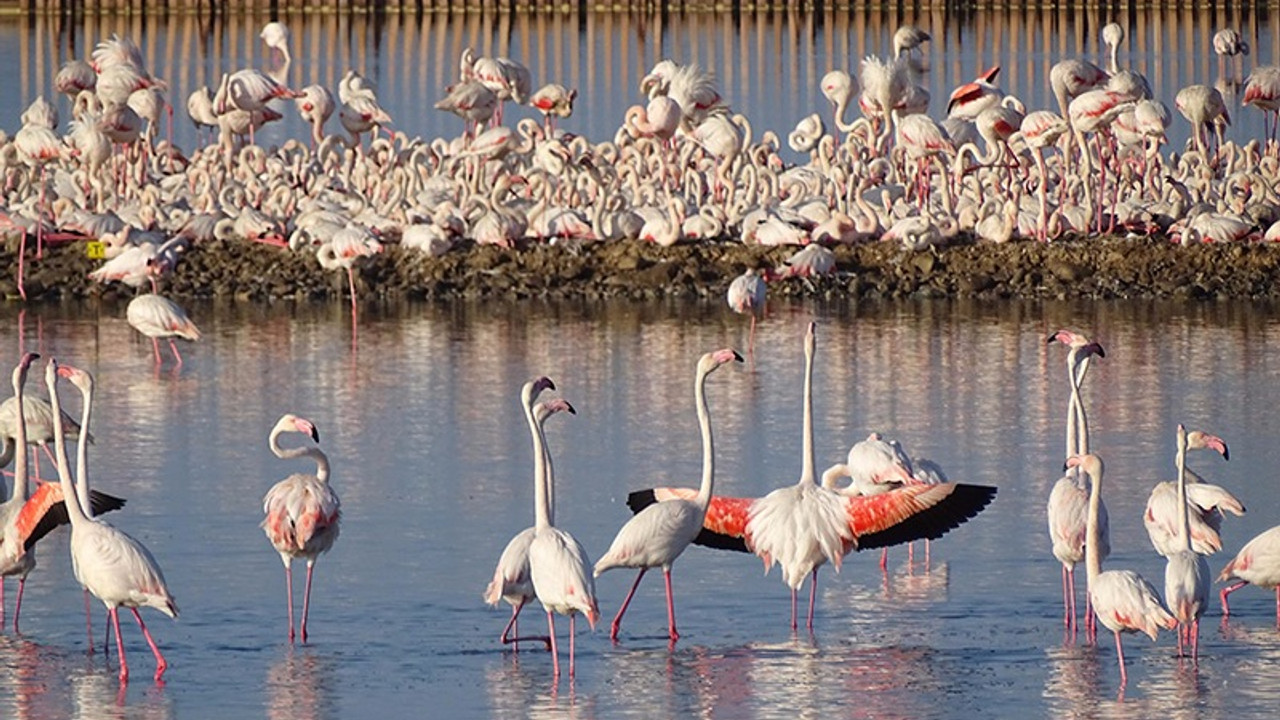 Flamingo nüfus sayımı: 18 bin yuva var