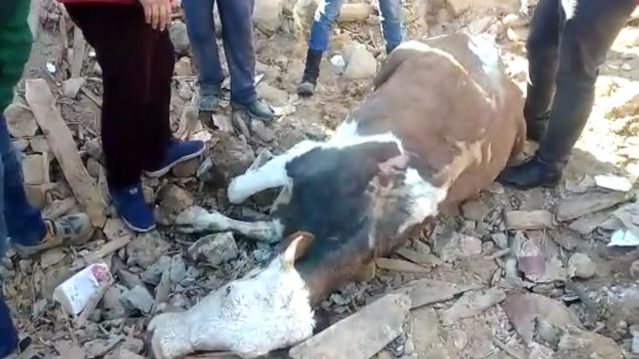 Maraş'ta bir inek, 300 saatin ardından enkazdan sağ kurtarıldı