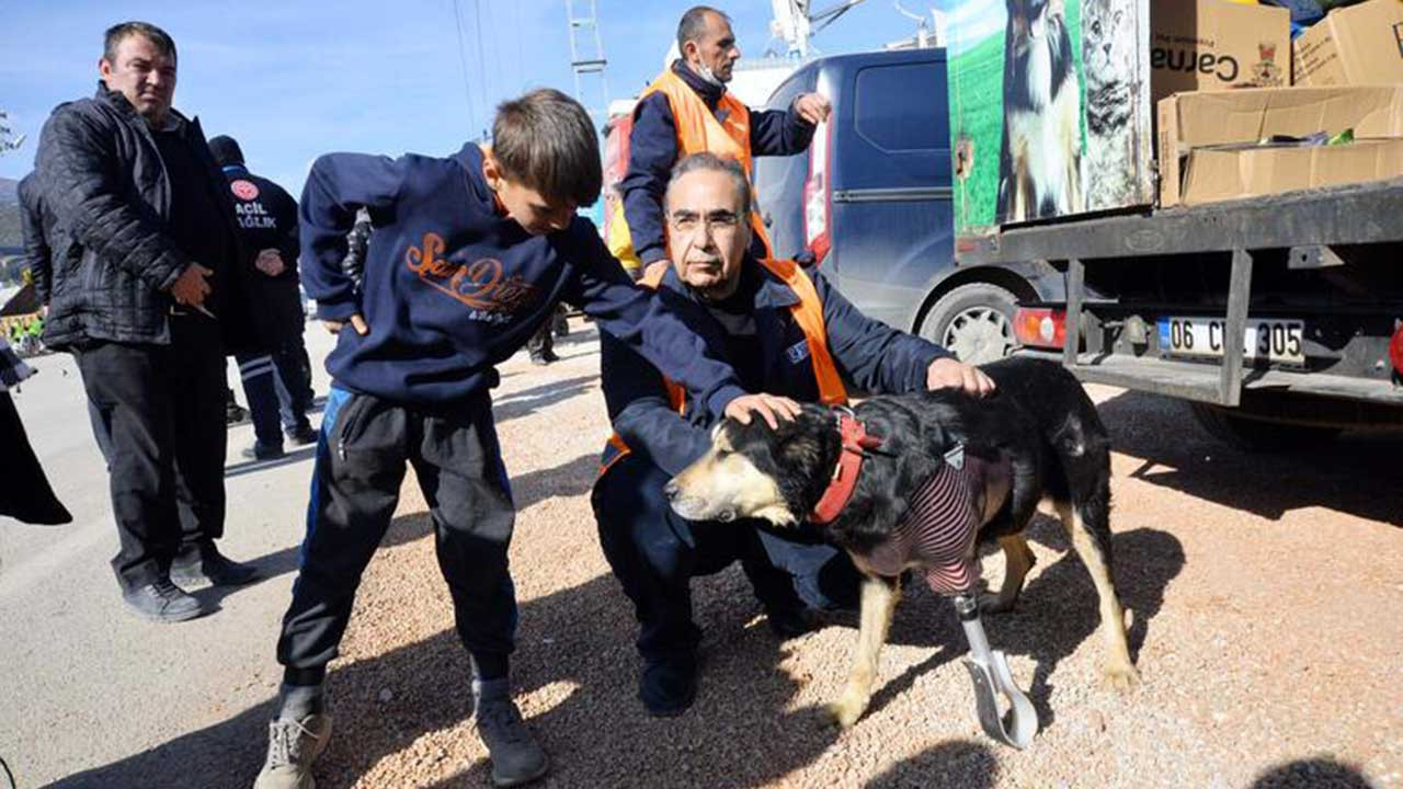 Enkaz altından çıkarılmıştı: Patisi kesilen köpeğe protez takıldı