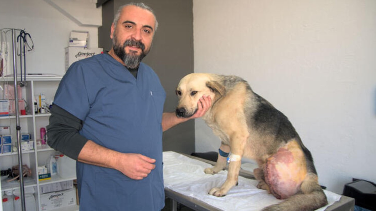 Hatay'da, enkazda tüfekle vurulmuş halde bulunan Umut köpeğin bacağı ampute edildi