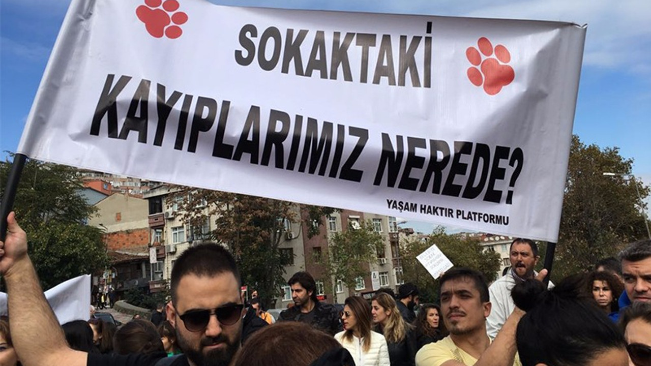 Eyüp Belediyesi sokak köpeklerine ne yapıyor?