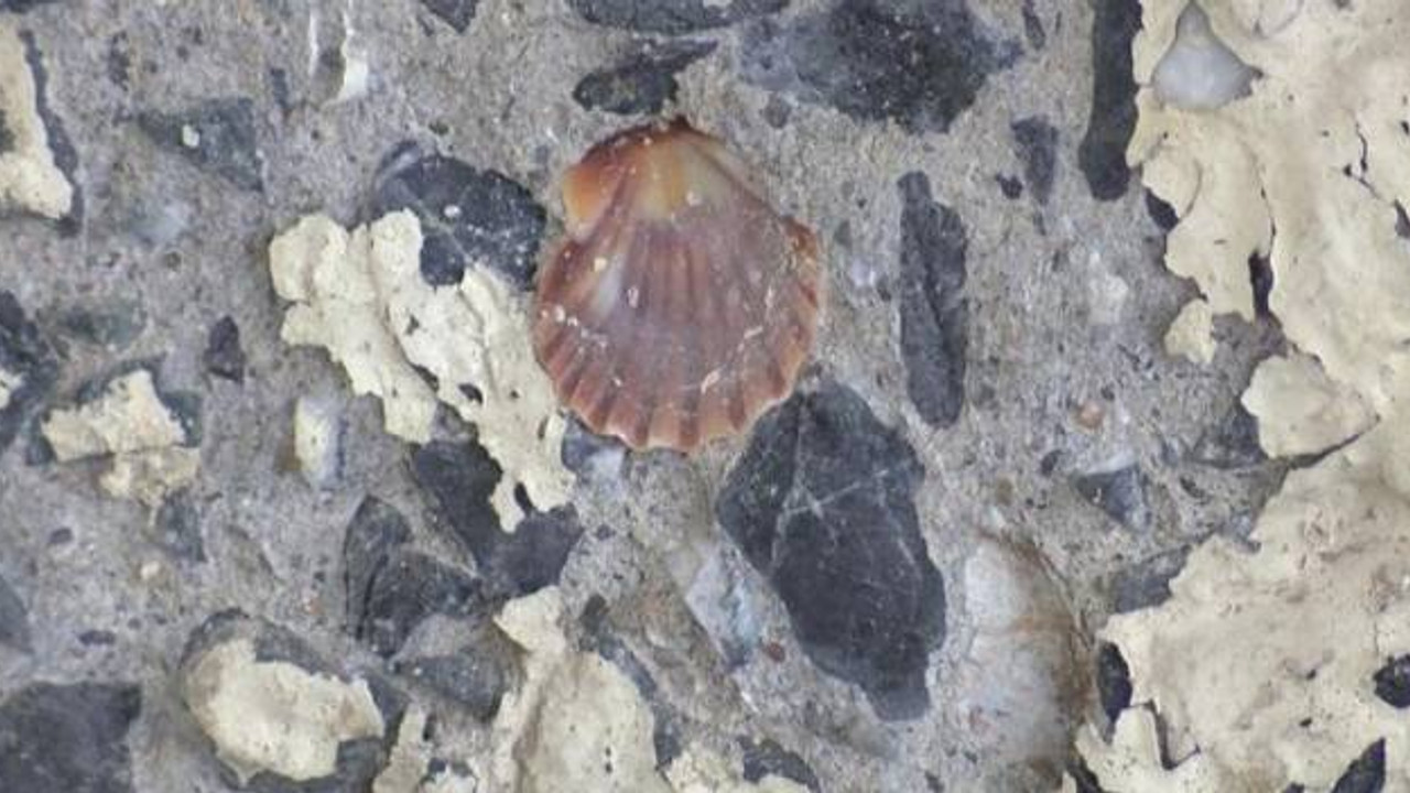 Maltepe Kavşak Köprüsü betonunda midye kabukları çıktı, İBB'ye şikayet yağdı