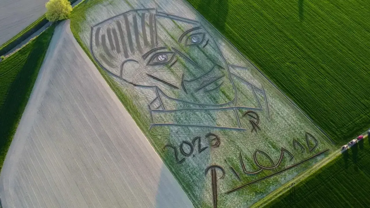 Traktörlü sanatçı, tarlaya Picasso'nun portresini çizdi