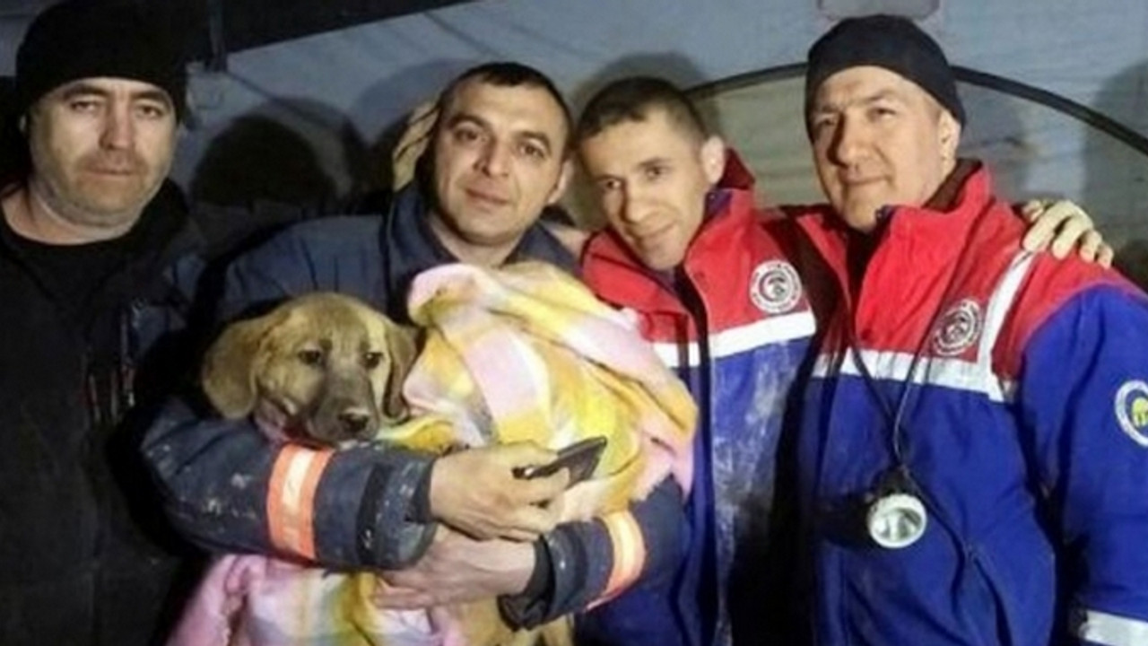 Kuyu isimli köpek karantinada mı?