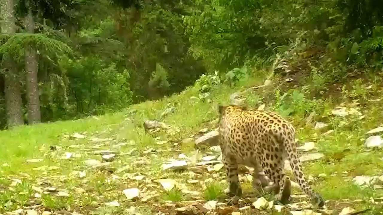 Anadolu leoparı yeniden görüntülendi: 'Efsane bu kadim topraklarda'