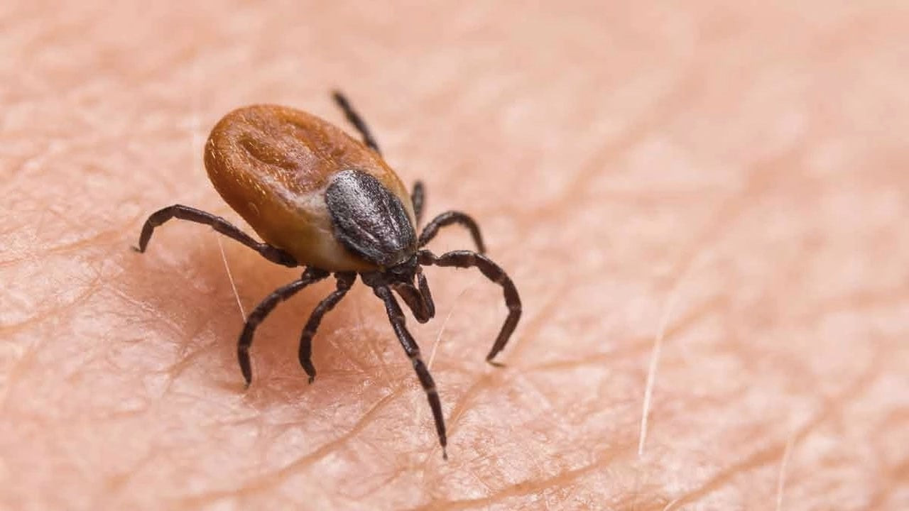 Sivas'ta KKKA hastalığı şüphesiyle tedavi gören kişi öldü
