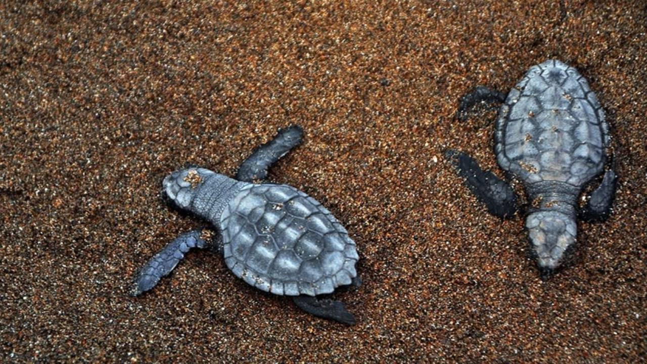 Hız teknesinin çarptığı caretta caretta öldü