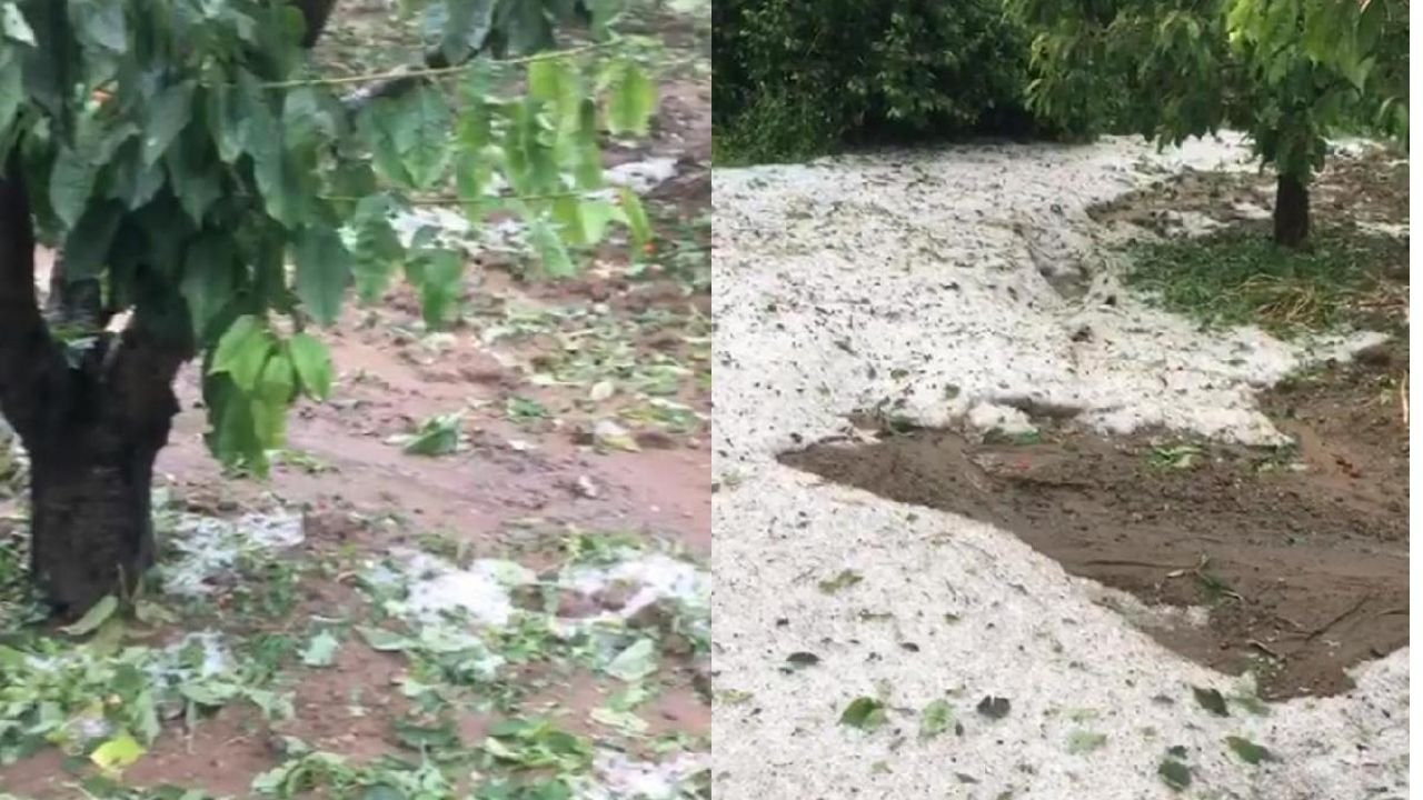 Tokat'ta sağanak yağış ve dolu: Meyve ağaçları zarar gördü