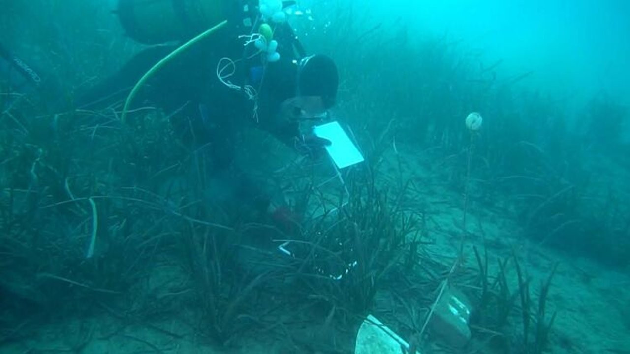 Çanakkale Boğazı'nda deniz çayırları azaldı: Biyoçeşitlilik tehdit altında