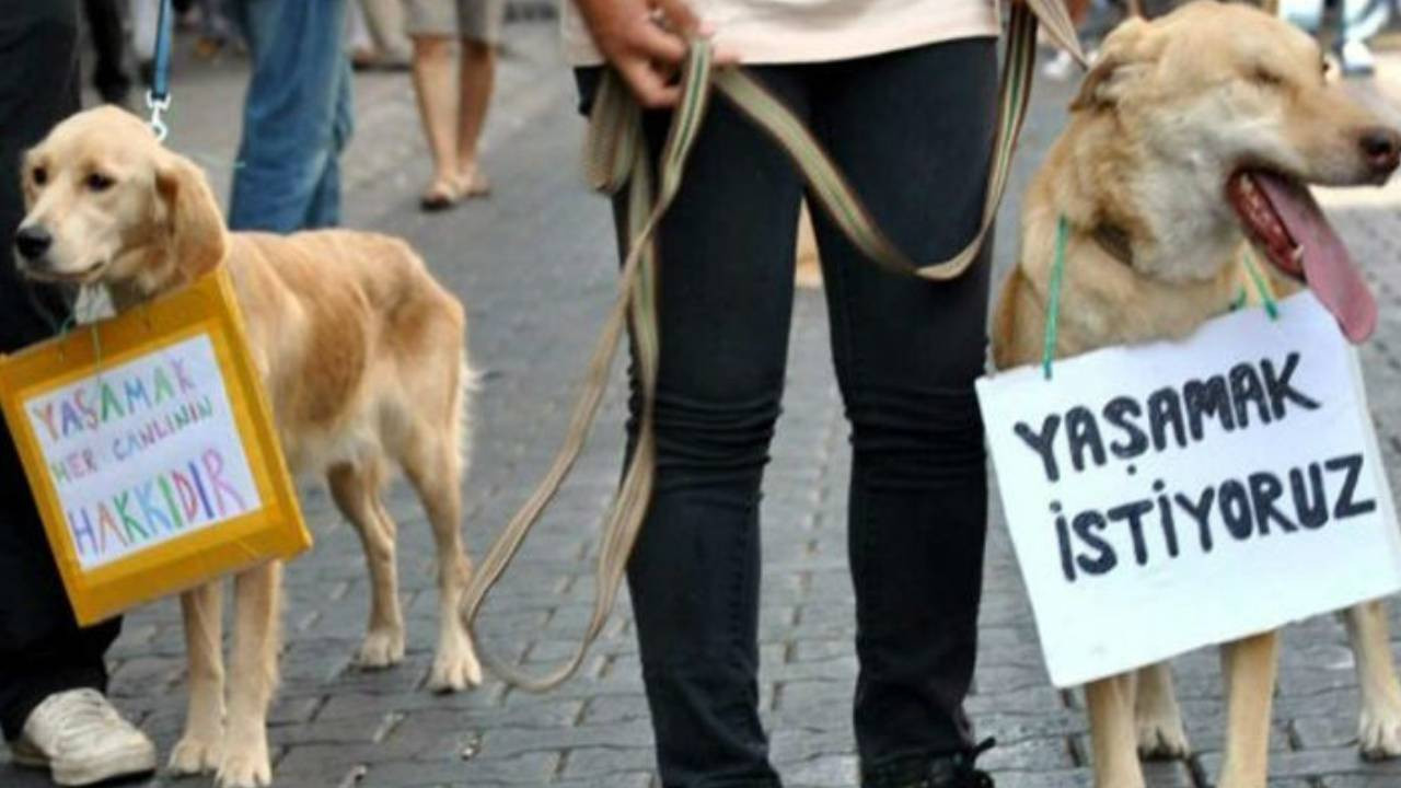 Ankara'da 17 köpek ağaca asılmıştı: Belediyeler 'sınır' tartışmasına girdi