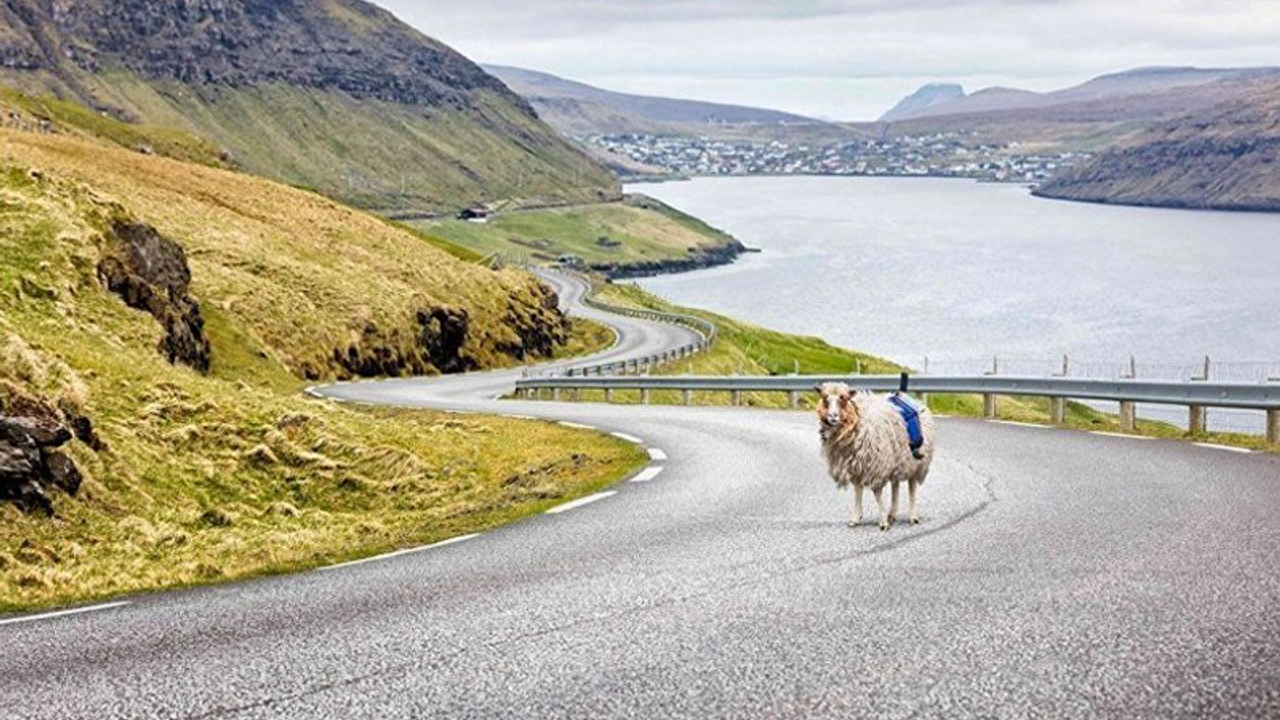 Koyun, Faroe Adaları'nı Google için görüntüledi