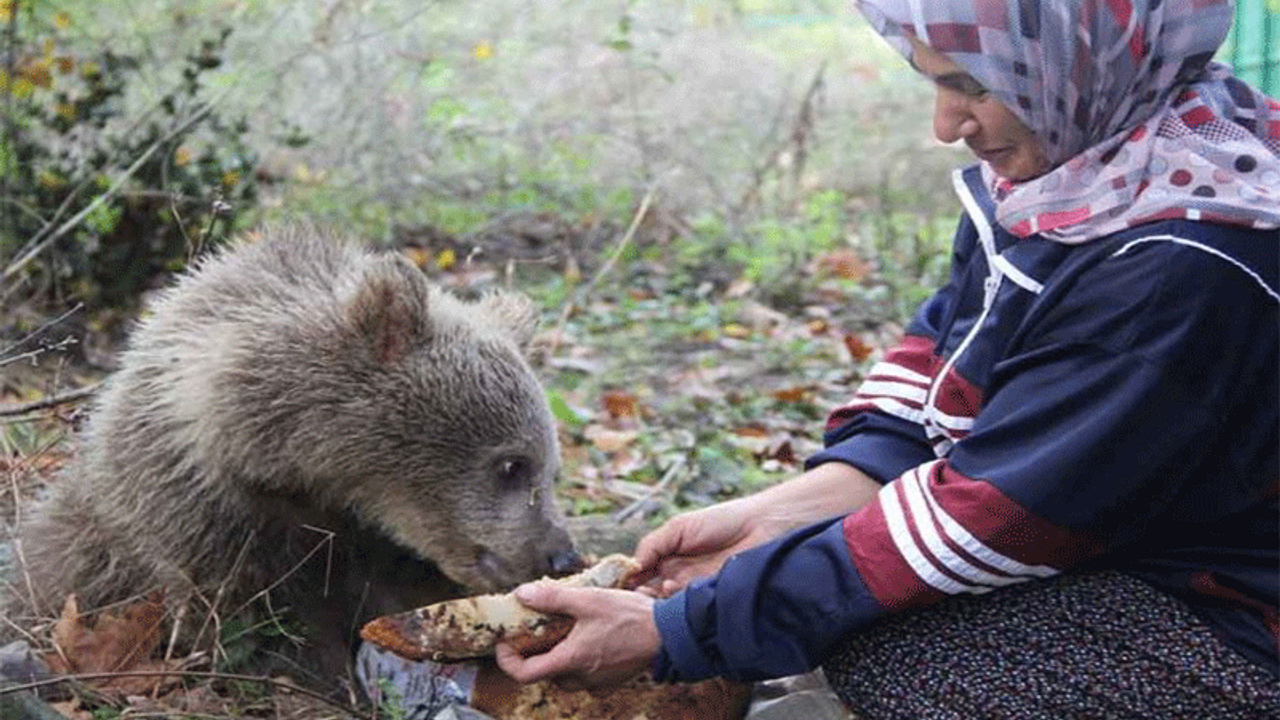 Yavru ayıları ballı ekmekle besliyor