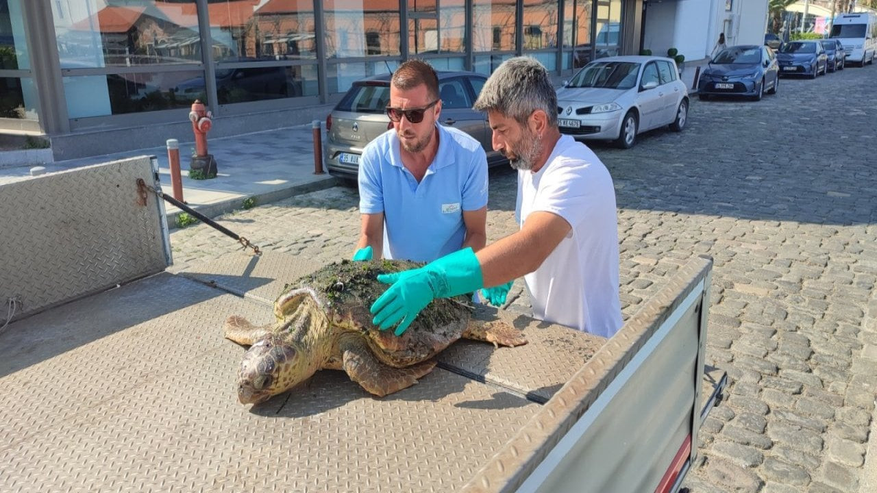 İzmir Konak Pier İskelesi'nde yaralı Caretta bulundu