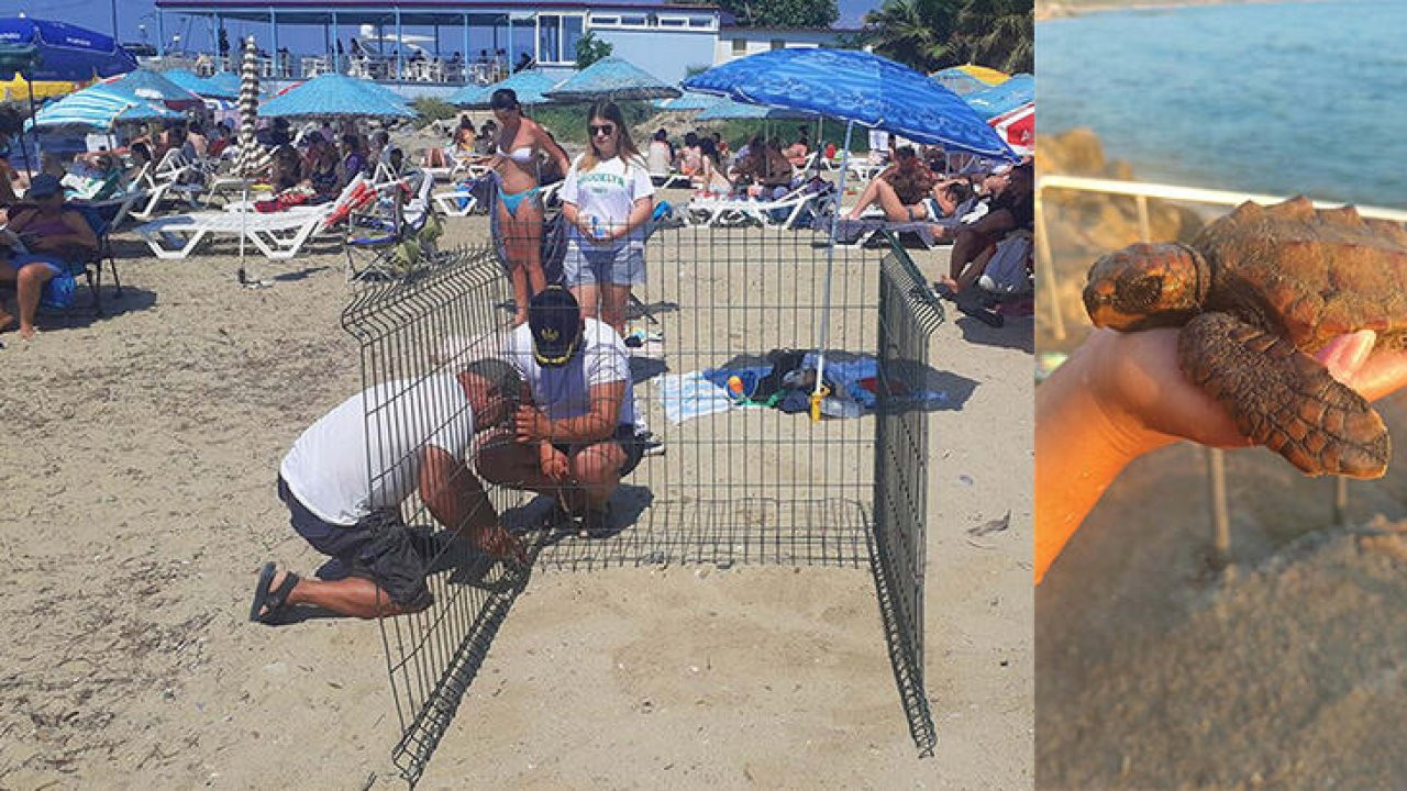 Kuşadası'nda caretta caretta yuvasına çitli koruma