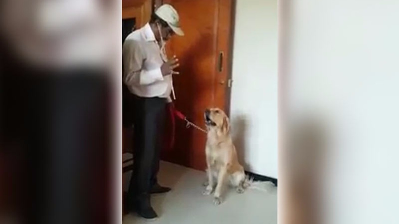 Matematikçi köpek