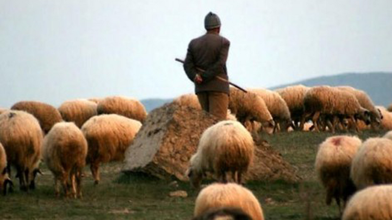 Çobanlık kursuna rağbet yok