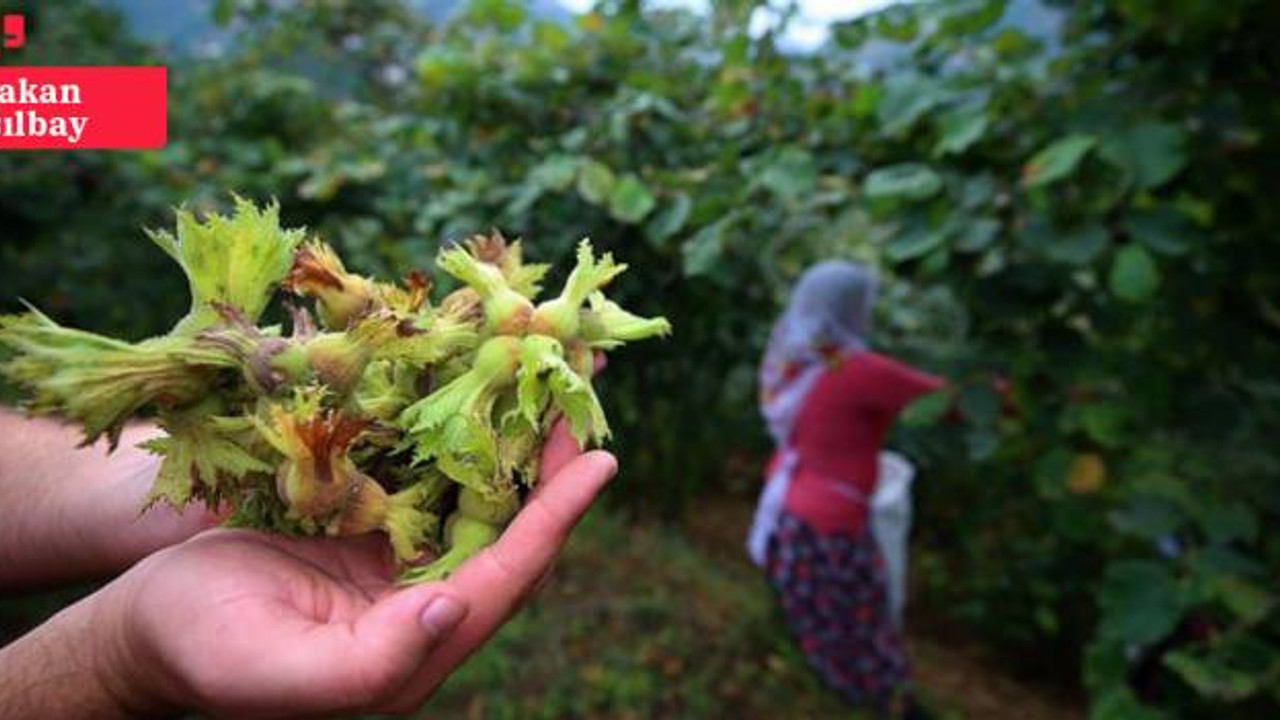 Üreticiler fındık alım fiyatına tepkili: 'Açıklanan rakam fiyasko'