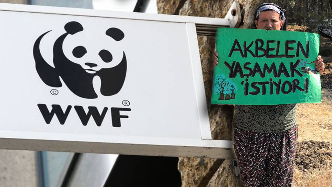 Sivil toplumda 'Akbelen' etkisi: Koç, Eczacıbaşı ve Özyeğin, WWF-Türkiye'den ayrılıyor