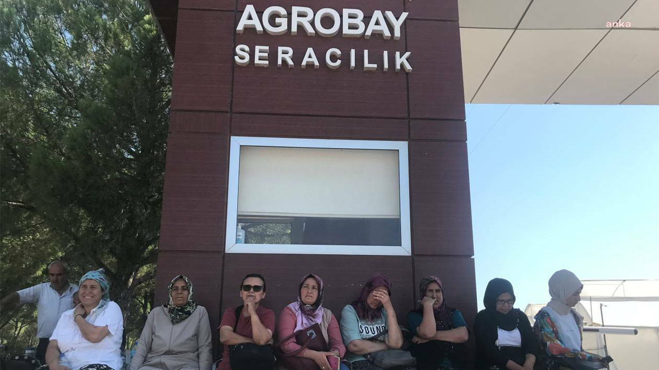 Agrobay Seracılık'ta işten atılan işçiler: Kimseden sadaka istemiyoruz, mesai paralarımızı istiyoruz