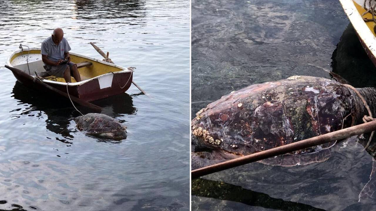 Bodrum’da kıyıda bulunan caretta caretta öldü