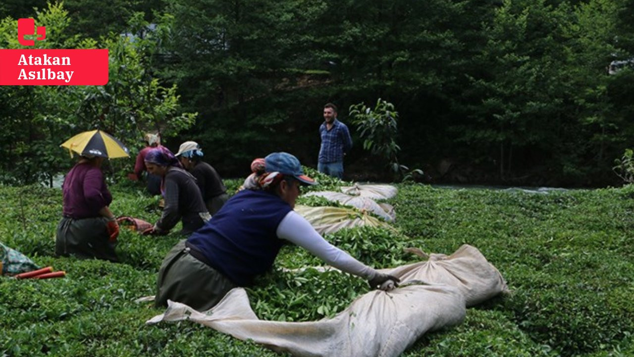 Çay üreticilerinden ÇAYKUR zammına tepki: 'Bizim emeğimiz üzerinden servetlerine servet katıyorlar'