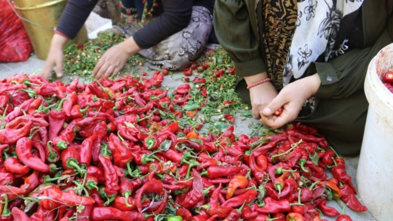 Urfa'da kilosu 2 liraya saatlerce biber ayıklıyorlar