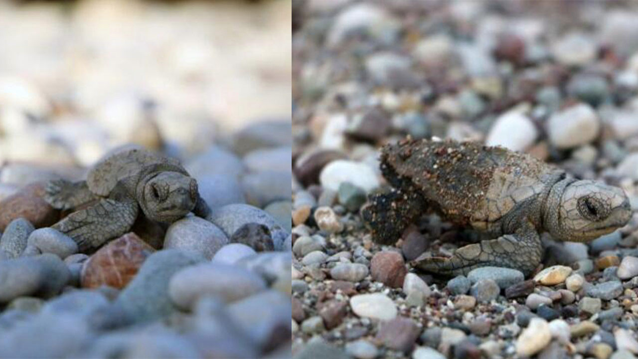 Çıralı'da denizle buluşan yavru caretta sayısı yüzde 38 arttı